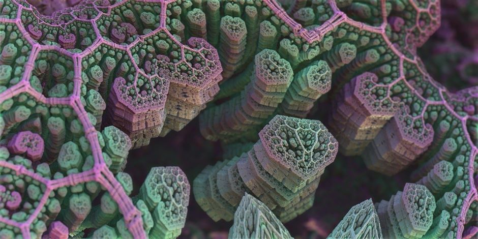 fungi