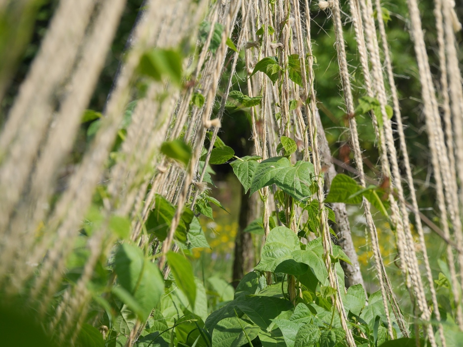 Soft robotic gripper is inspired by twining plants | The Engineer The ...