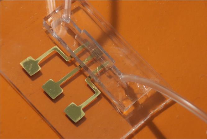 covid antibodies
