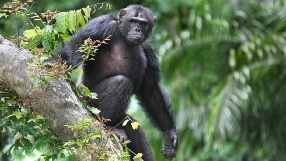 Remote sensing to help study chimpanzees | The Engineer The Engineer