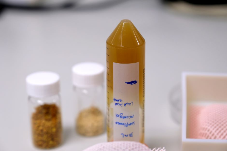 Sunflower pollen makes viable 3D bioprinting ink - Vimarsana News