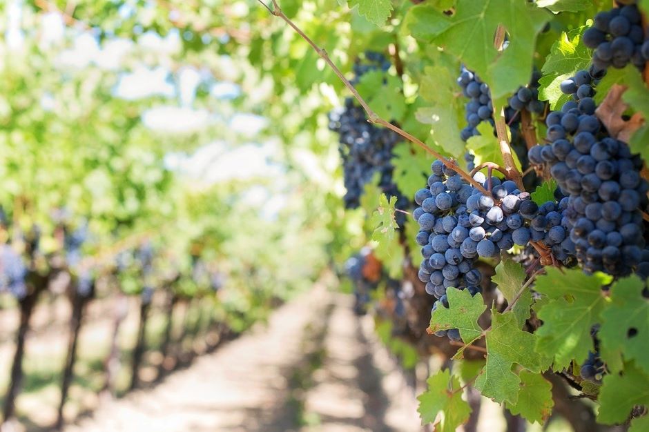 BlackBird robotic camera uses AI to protect grape crops - Vimarsana News