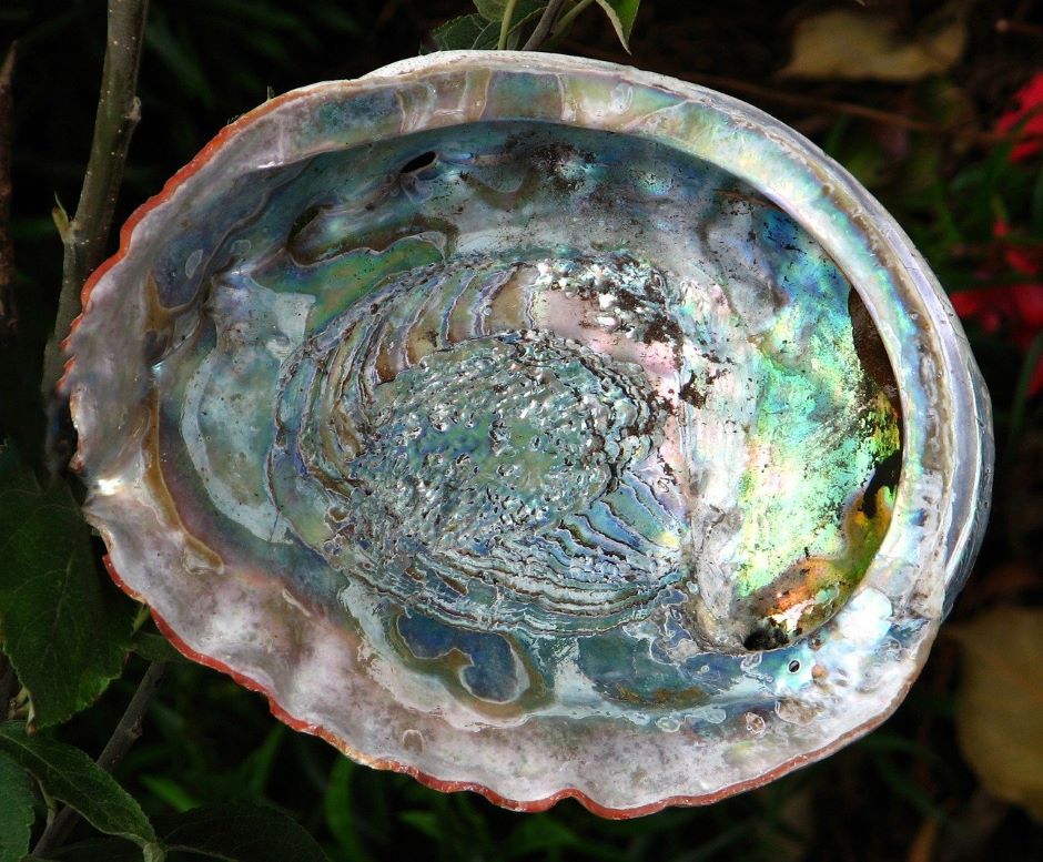 Mollusc shells inspire fracture resistant glass - Vimarsana News