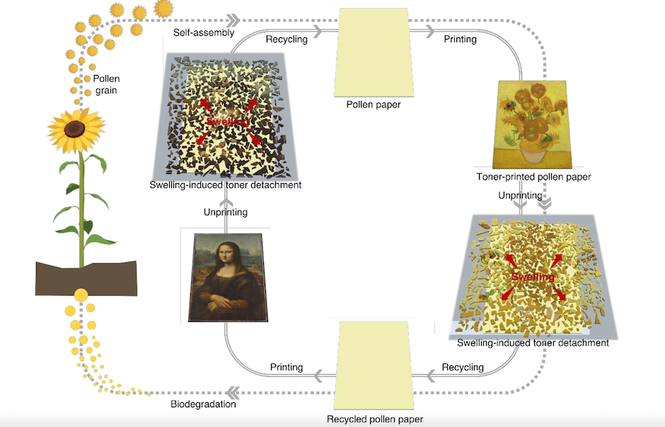 Pollen-based paper can be 'unprinted' | The Engineer The Engineer - Vimarsana News